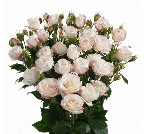 Роза Хеппи Уэддинг (Happy Wedding)